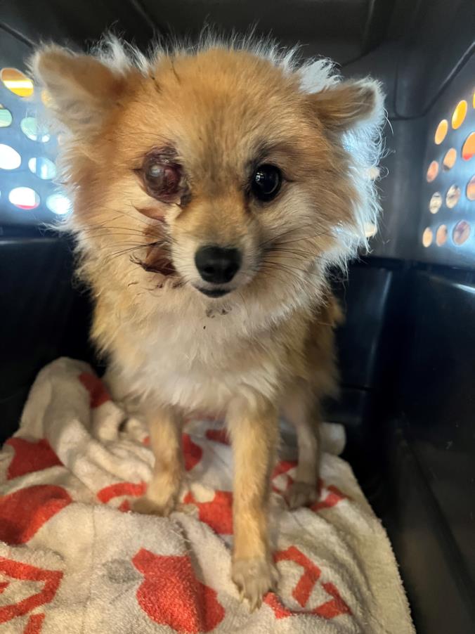 PetfindToronto's tweet image. #NEILSON #SHEP #Pls RT2unite #FOUND #DOG- 7-Nov-23 #Toronto Animal Services A963822 #EAST 416-338-7539 TAN #POMERANIAN M/?Age