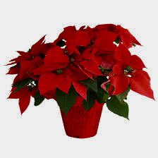 Our School Council’s Poinsettia Fundraiser starts today. Go to School Day to place your order in time for the holidays.