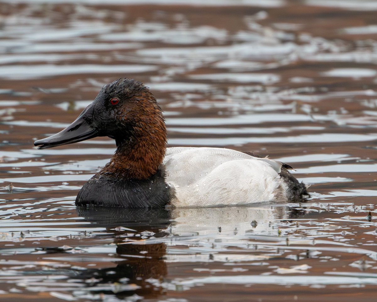 Canvasback Duck