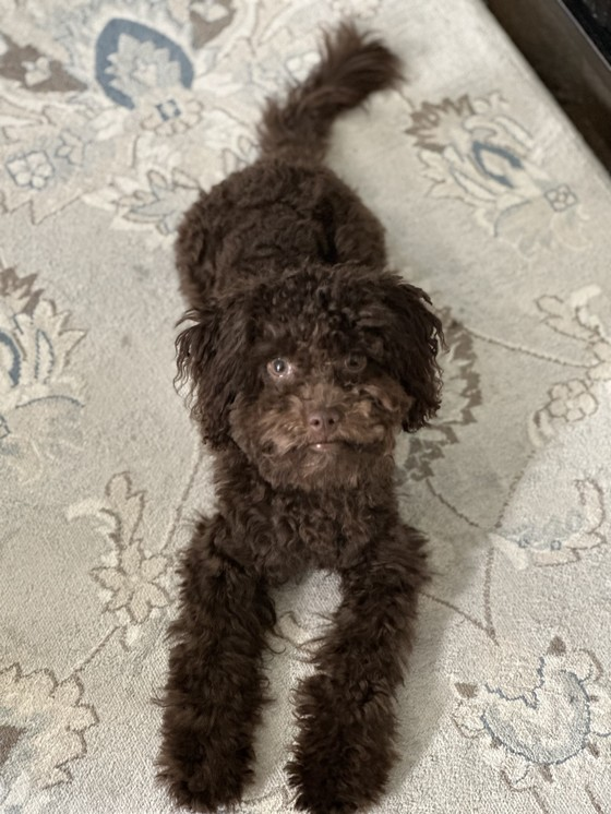 Vanderbilt MSTP tweet media