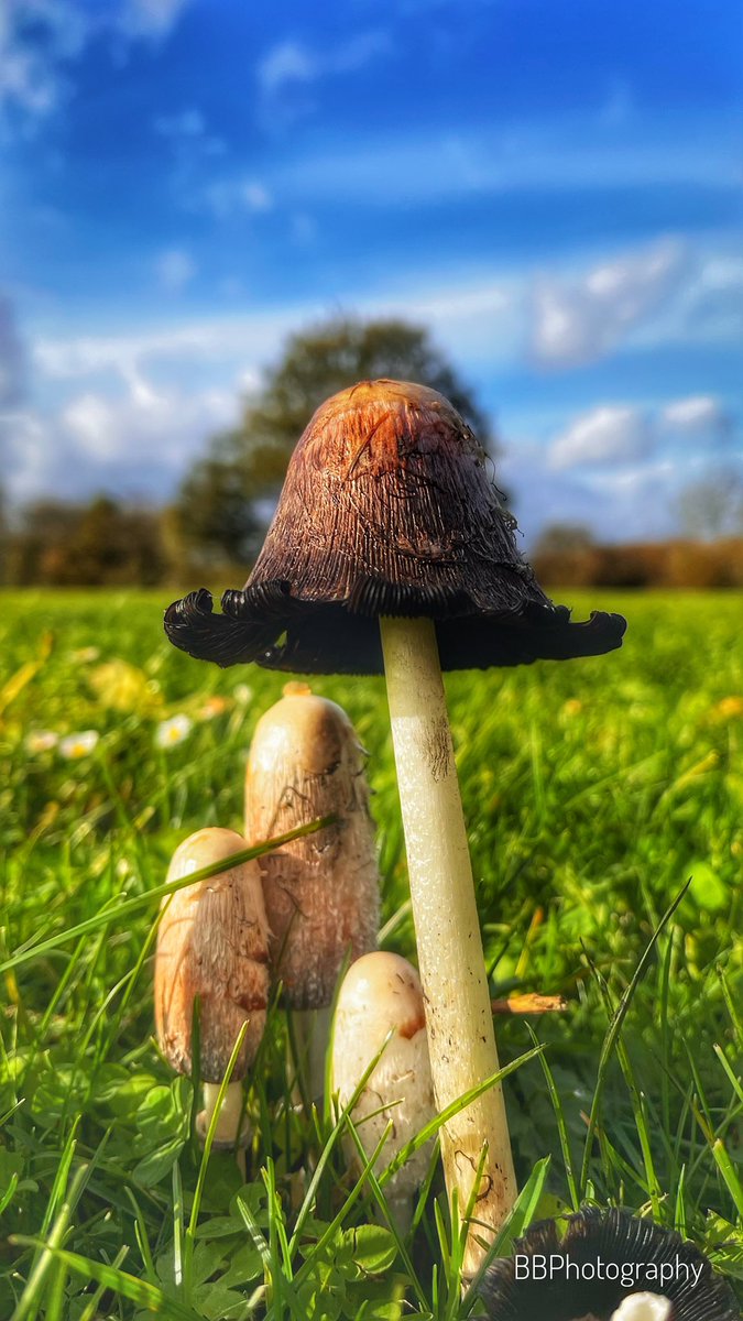 scaly ink fungus…….#scalyinkfungus #inkfungus #mushroomsofinstagram #mushrooms🍄 #iphonephotography #iphonephotographer #naturephotography #autumn #autumnvibes🍁