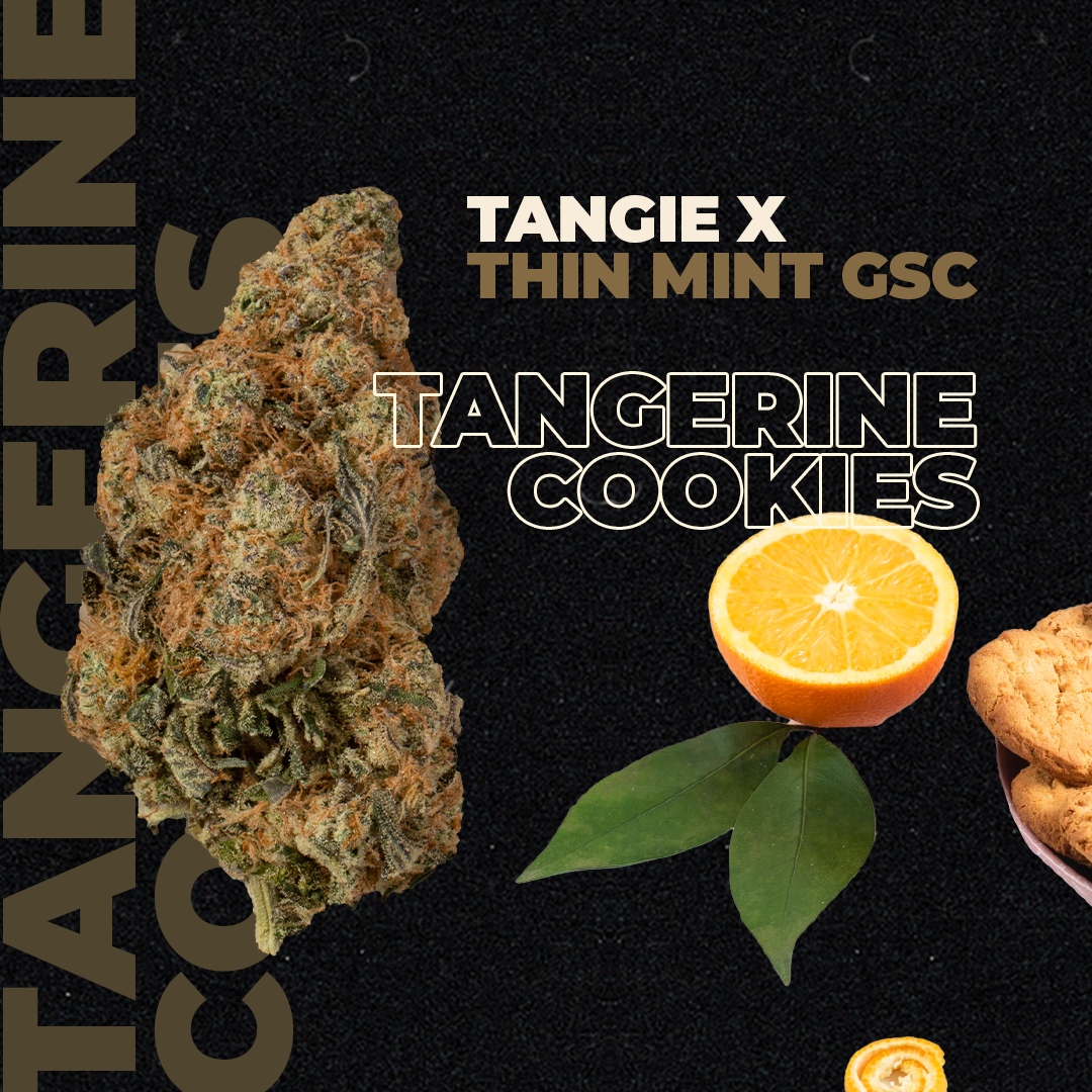 Tangerine Cookies... Tangie x Thin Mint GSC! 🤤 Dense, Sticky with a touch of citrusy sweet! How do you #WINK?