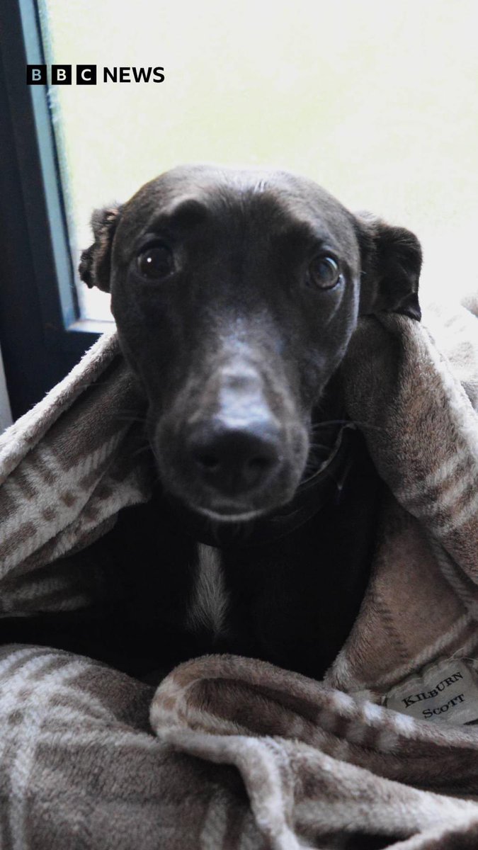 Llys Nini tweet media