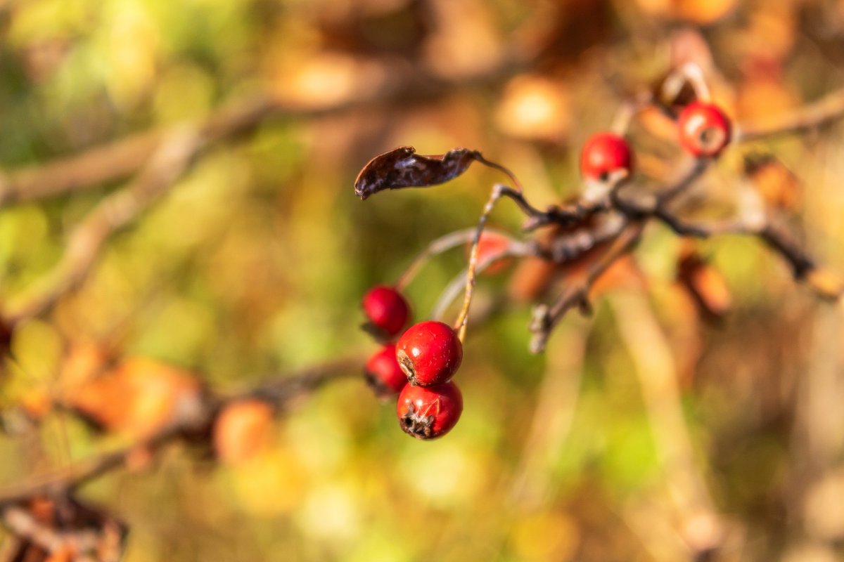 redwhite78's tweet photo. In the light of autumn
#fruit #branch #autumn #forest #light #red #closeup #details #macro #naturalpark #bokeh #leaf https://t.co/VRaeMrkzAL