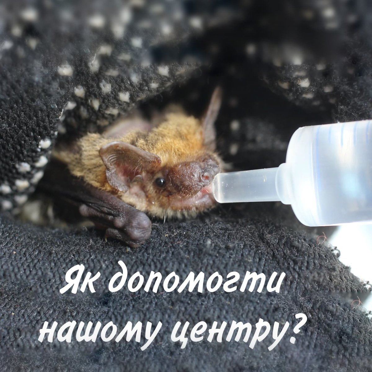 bats_ukraine's tweet photo. Як допомогти Українському Центру Реабілітації Рукокрилих?
How to help the Ukrainian Bat Rehabilitation Center?

За нами слідкують багато шанувальників кажанів по всьому світові! Тож ми хотіли б розповісти як саме Ви можете допомогти Центру зберегти рукокрилих в Україні:
⬇️⬇️⬇️ https://t.co/tCTORMmnU7