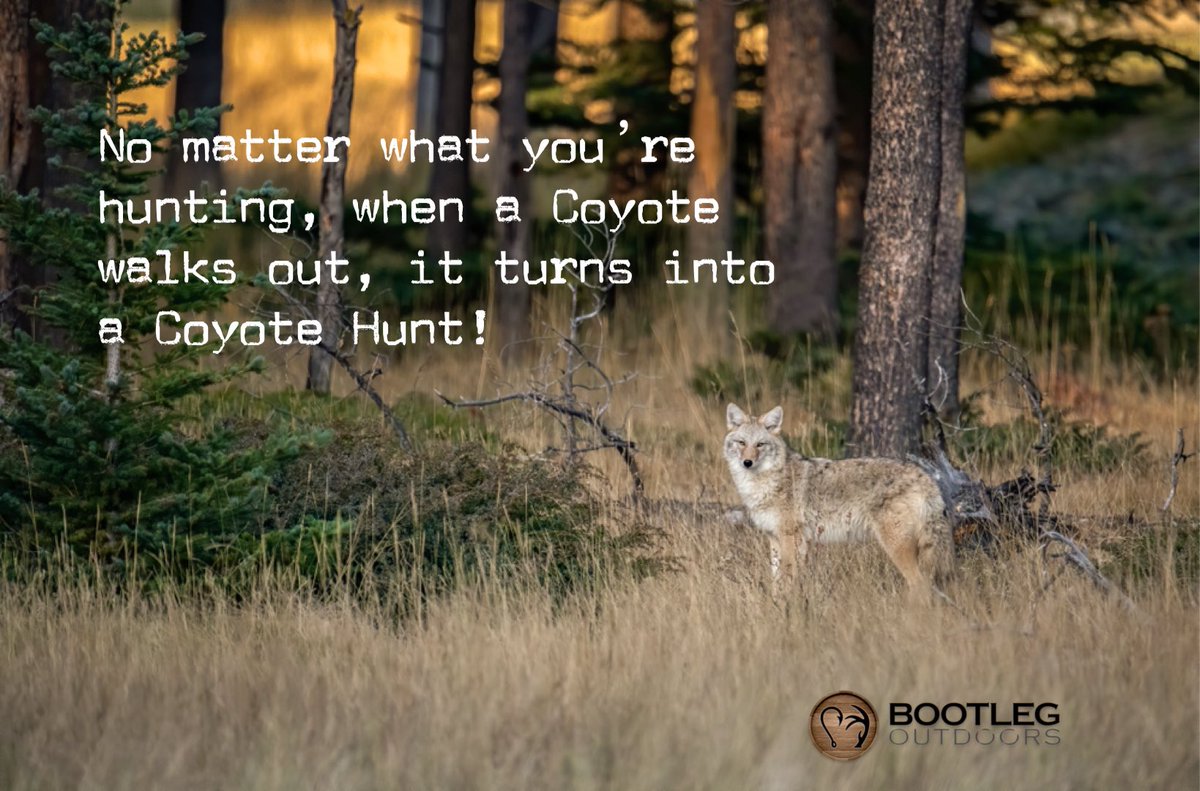 Is this true even during the Whitetail RUT? #predatorhunting | #qdma