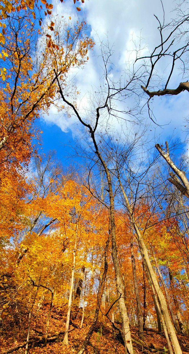 Sagamore Creek Loop Trail! #hike #fall #fallcolors #nature #photo #hikingadventures #GetOutside