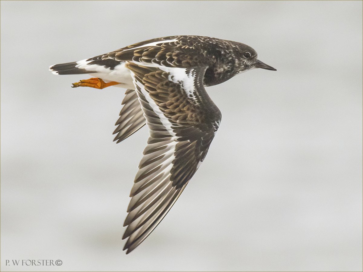 paul230156's tweet photo. Turnstone From Redcar the weekend 
@teesbirds1 @WhitbyNats @wildlife @clevelandbirds @teeswildlife @DurhamBirdClub @TeesmouthNNR @RSPBSaltholme @YWT_North @NTBirdClub  @Waderworld @WaderStudy @ShorebirdsDay @waderquest #7DMK11 https://t.co/ighLtwzNX0