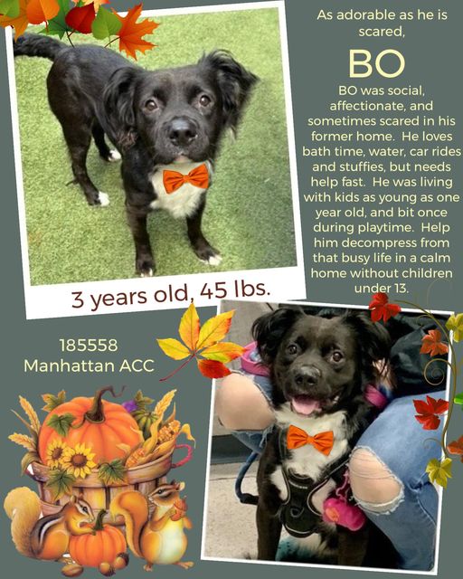 ckarr2's tweet image. Little BO has just been hung with a #KillCommand. Why? Because he doesn&apos;t like kids (neither do I) and is tense, snappy when humans take his toys or food (so am I) He&apos;s actually social, compliant, independent, fun when not forced into discomfort but #murdering him is easier.