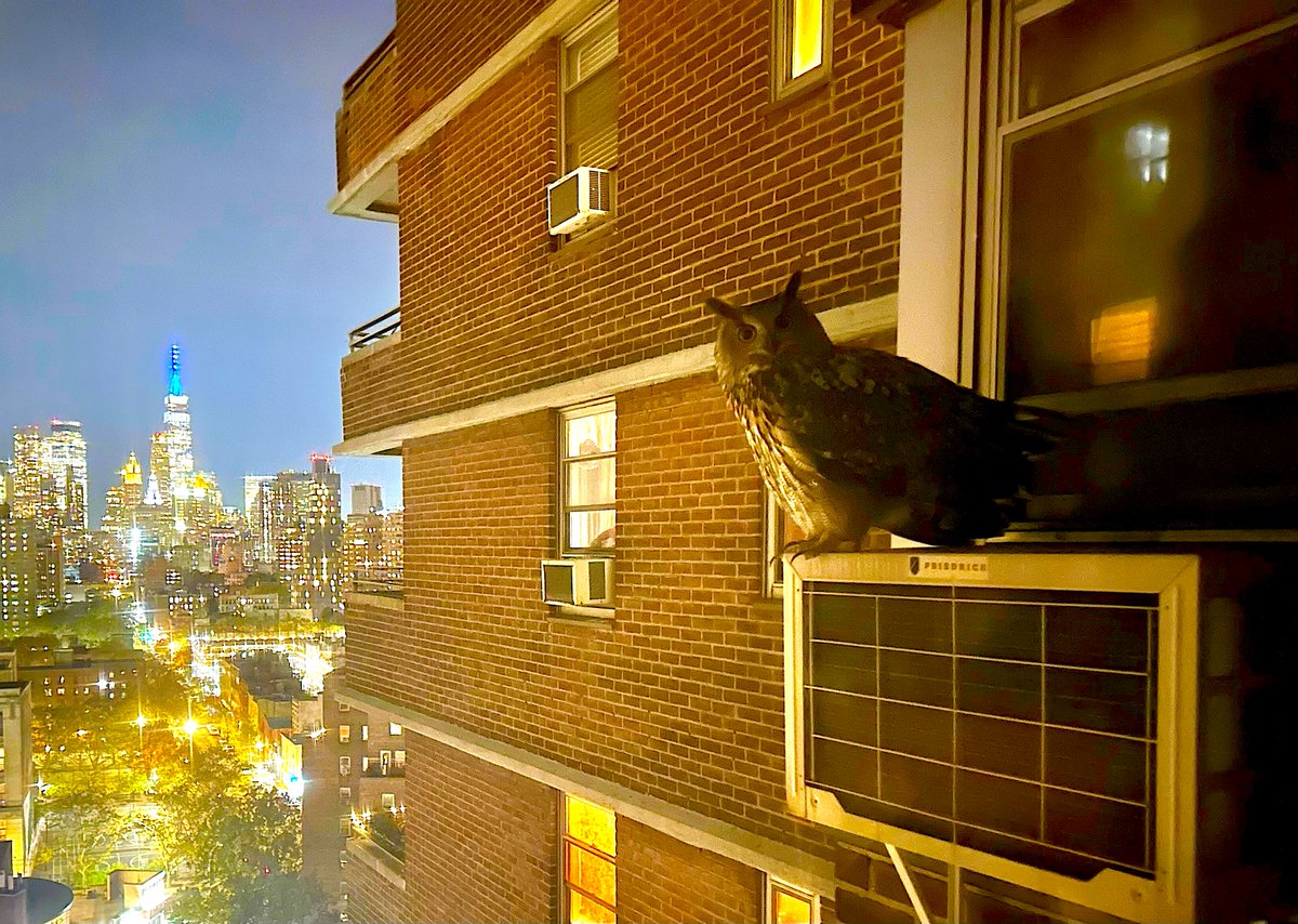 The eagle-owl has landed: Free bird Flaco spotted on Lower East Side

thevillagesun.com/the-eagle-owl-…