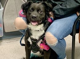 ckarr2's tweet image. Little BO has just been hung with a #KillCommand. Why? Because he doesn&apos;t like kids (neither do I) and is tense, snappy when humans take his toys or food (so am I) He&apos;s actually social, compliant, independent, fun when not forced into discomfort but #murdering him is easier.