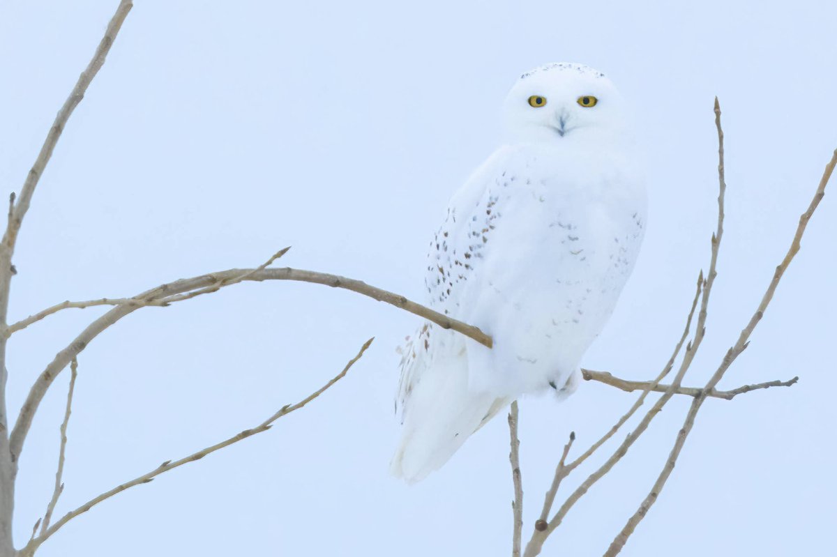 Incredible experience in Winnipeg last weekend finding my first snowy owl. Thanks to my bud Aaron for driving us around. What a gorgeous species. Canada rocks. #NaturePhotograhpy #wildlifephotography #bird #BirdsOfTwitter #birdphotography #wildlife #wildlifelovers #NatureLover