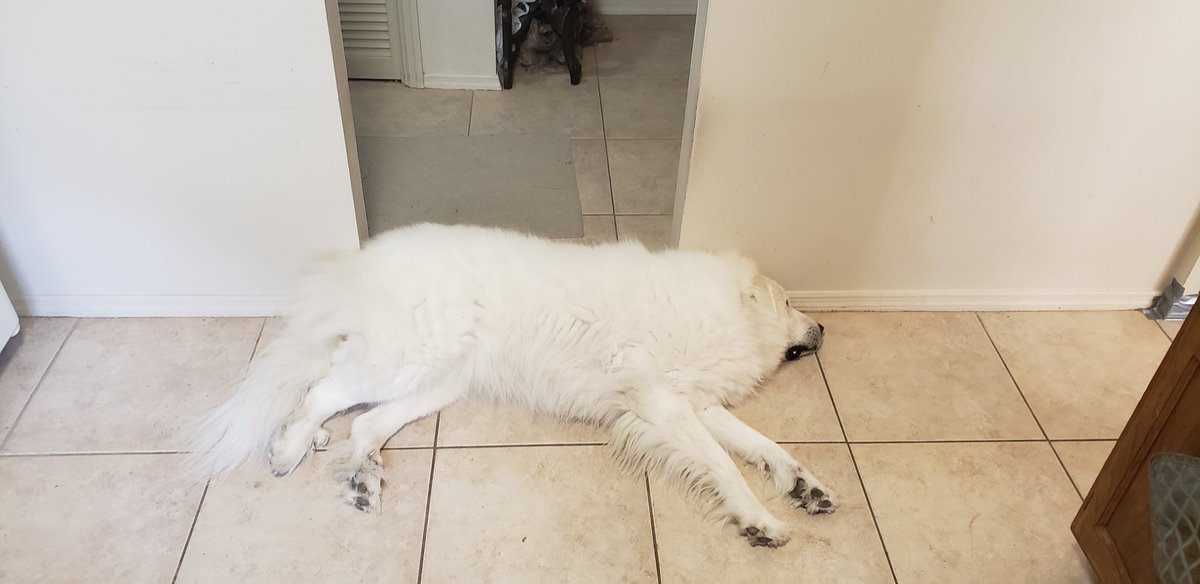 Tinoladobo's tweet photo. Pov: you own a #greatpyrenees and you want to walk through a doorway #pyrlife https://t.co/9jcrGXBVWN