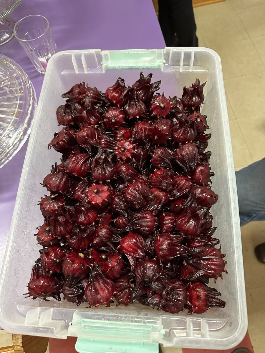 Christopher Roy (@royfansfl) on Twitter photo I spent a wonderful morning, working with Food and Nutrition Services and the video production team, to create our first video tutorial for Farm To School. Introducing canning Florida Cranberry/Roselle Hibiscus. @LivengoodDC <a href="/MCPSWellnessPE/">Charity Corneliussen</a> I spent a wonderful morning, working with Food and Nutrition Services and the video production team, to create our first video tutorial for Farm To School. Introducing canning Florida Cranberry/Roselle Hibiscus. @LivengoodDC <a href="/MCPSWellnessPE/">Charity Corneliussen</a>