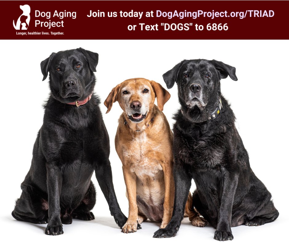 The Dog Aging Project is looking for older dogs to learn more about aging. If your dog is seven years or older and between 44 and 120 pounds, they may qualify to participate in the TRIAD clinical trial. Learn more: dogagingproject.org/triad