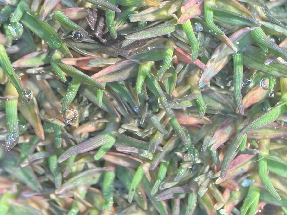 Heads up bermudagrass putting green managers! Mother Nature is calling 'em home in the transition zone and we are starting to see purpling of the foliage due to the cold weather shutting down chloroplast activity.
