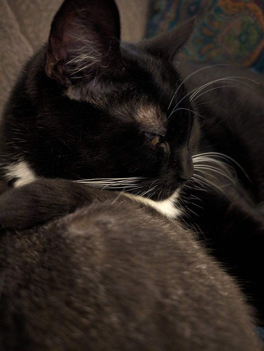 Lux uses her sister's butt as a pillow.

Lux.