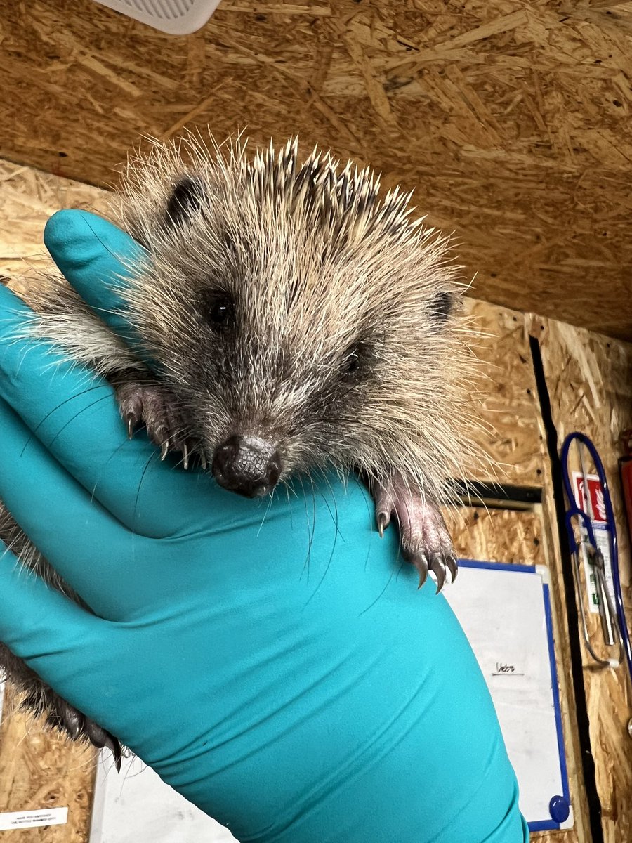 The new admissions just keep coming! 79 in 9 days 😳 We are working hard to stabilise the new admissions and remain open for more. Please be patient with our team if you want an update on a hedgehog and as always 📞 if you have a hedgehog in need or require urgent advice 🦔🐾
