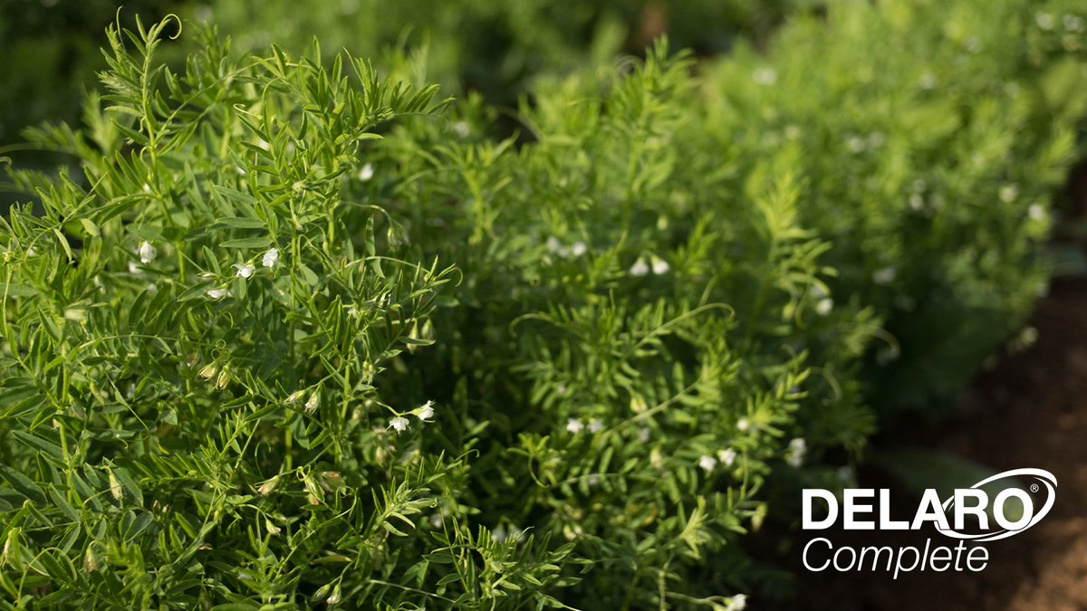 We've got GREAT news for your pulse fields today. 👏

We're excited to share that we've added control of anthracnose and ascochyta pathogens that are insensitive to Group 11 fungicides in lentils and chickpeas to the #DelaroComplete fungicide label in #WestCdnAg.