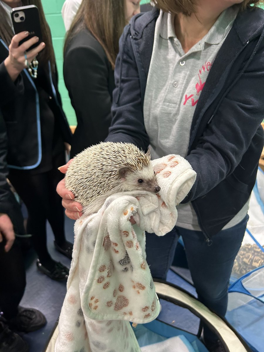 MissGraham1002's tweet photo. Career’s Day ⭐️

Today the pupils got to speak to experts about their jobs and roles! Very exciting to see all of these amazing animals 🦔🐇🦉🦎 https://t.co/vQ2oT573Sx