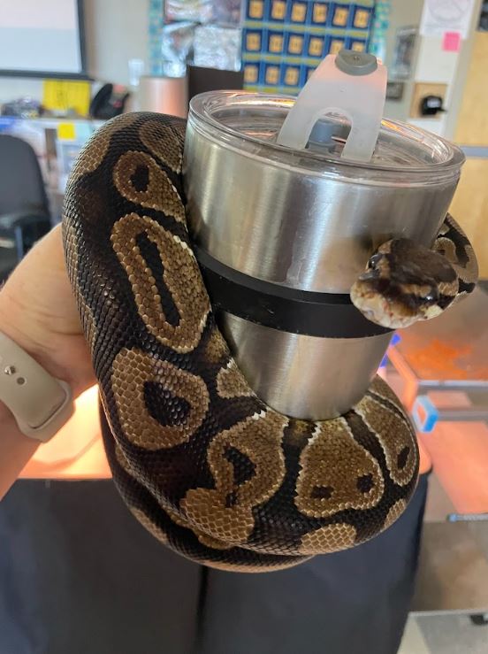 Lulu the ball python has many different talents. Here she is seen assisting her teacher as a drink koozie!

Thanks Lulu!