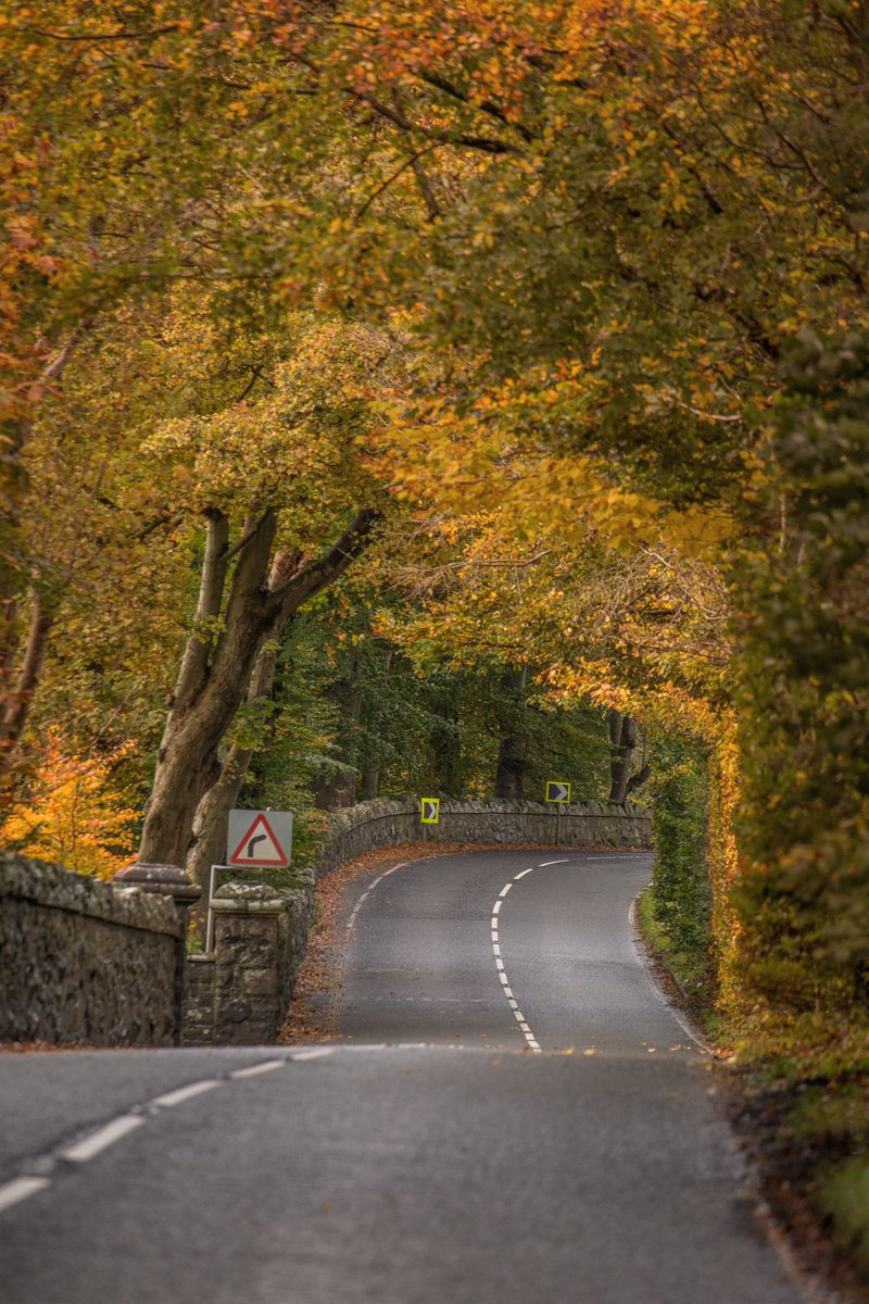 County Antrim 
#Autumn #autumnleaves #countryroad