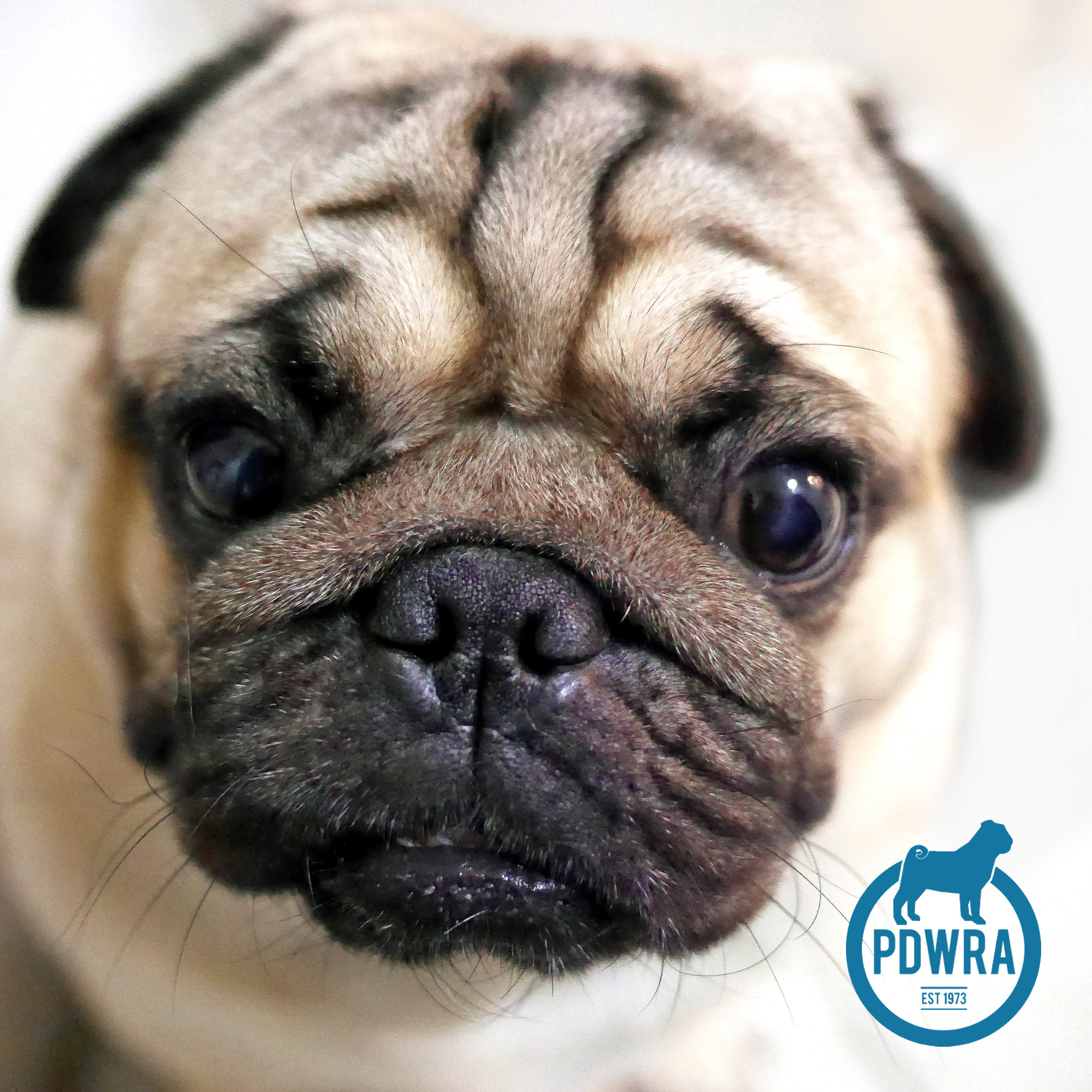 Donating to Pug Dog Welfare  The Pug Dog Welfare & Rescue Association