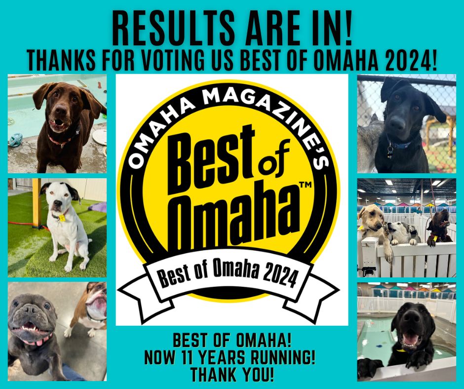 Thanks for voting us Best of Omaha 2024 for Dog Boarding, Daycare, & Grooming! #bestofomaha2024 #bestofomaharesults #dogboarding #dogdaycare #doggrooming #dogs #thepawspapetresort #omahamagazine #bestofomaha #Nebraska