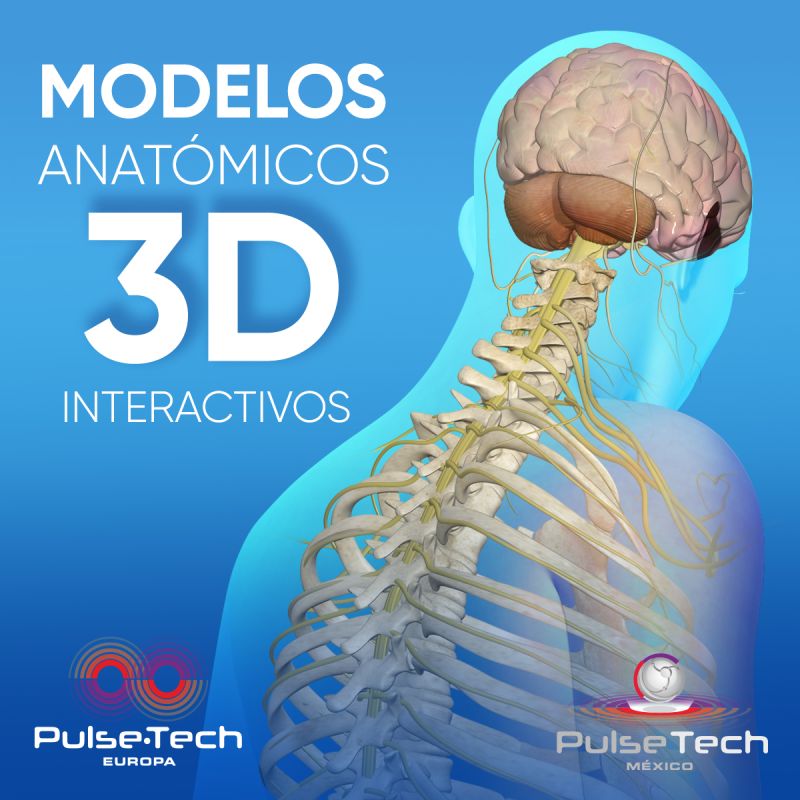 Pharmaconsult's tweet photo. En Pulse Tech ofrecemos interacción, precisión y aprendizaje sin límites a través de nuestros modelos anatómicos 3D interactivos que te permiten explorar el cuerpo humano con detalle.

https://t.co/bxjU21GgJ3 https://t.co/cAYUmkOUiG
