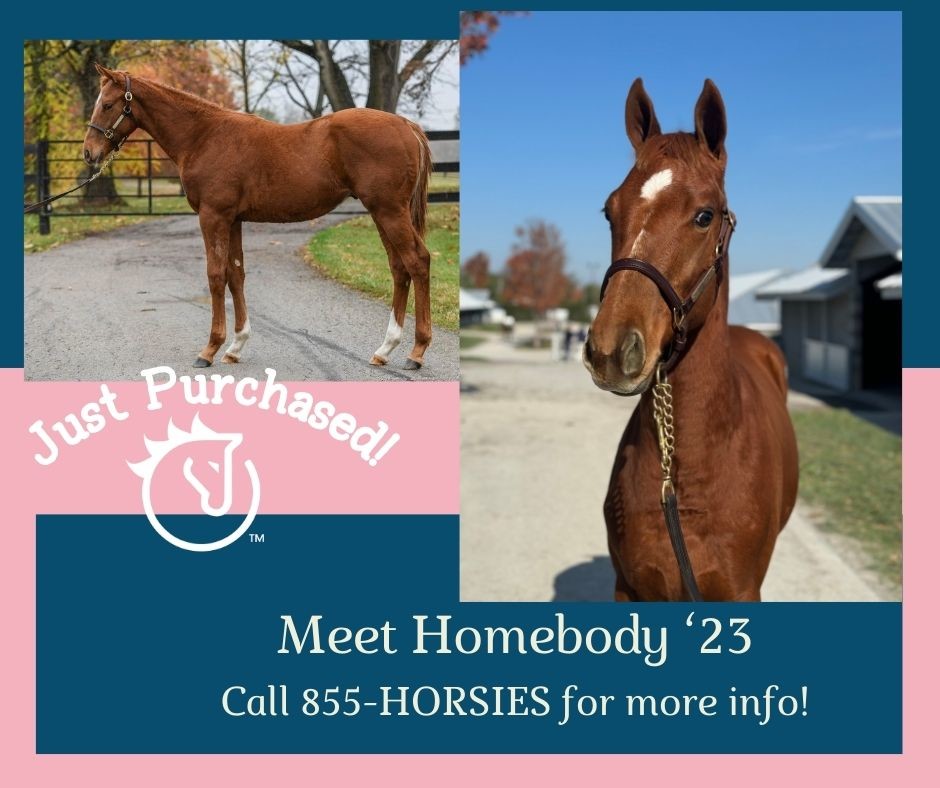 horse_ology's tweet image. Hit the ground running at Keeneland with a gritty looking Hard Spun colt. September 2024 is already looking bright! Call 855-HORSIES today.  #weanlings #pinhooking #horseOlogy