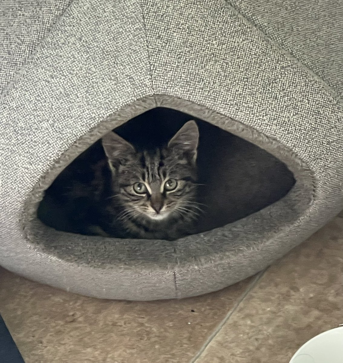 Allie 💙🌈 tweet media