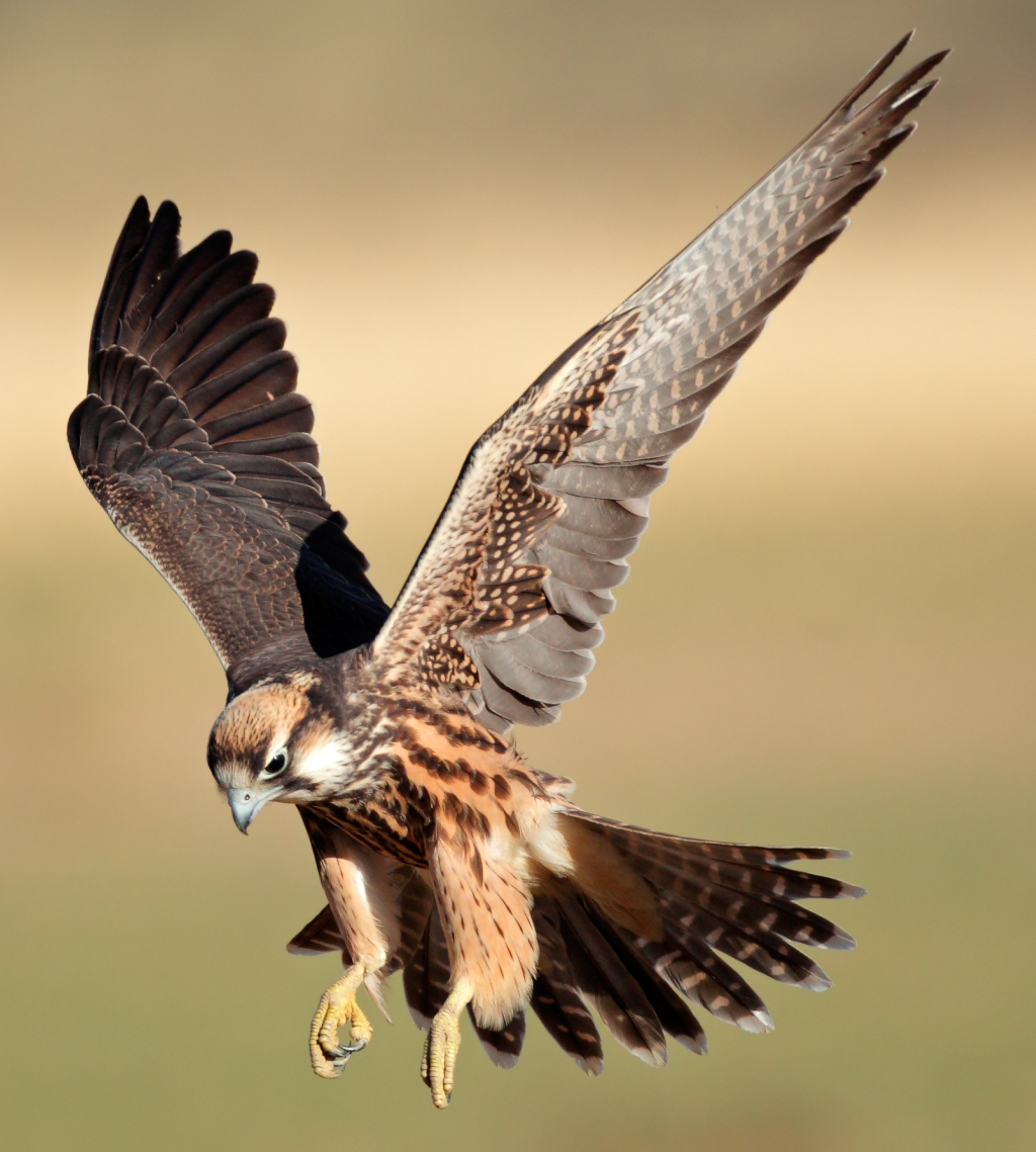 Lanner #Falcon #landing , South #Africa . . . #LannerFalcon #OpenWings #BirdOfPrey #Hunter #Raptor #AfricanRaptor #SouthAfricaTrip #SouthAfricaWildlife #SouthAfricaBird #Safari #Savanna #AfricanWildBird #Avian #Ornithology #NaturalHabitat #Birding #BirdEnglish #AfricanWildlife