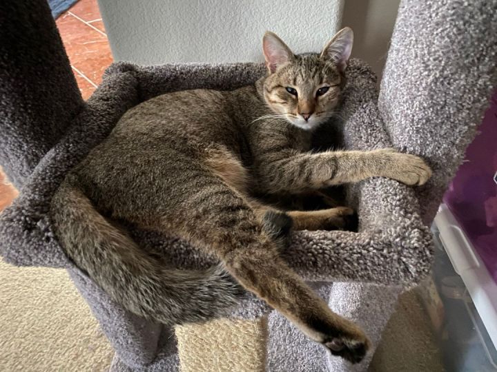 sachikoko's tweet photo. 🙏🏽PLZ SHARE
💖SWEET, PLAYFUL BROWN #TABBY KITTY "MOJAVE" AKA "MOMO"💖
🔊WAITING SINCE 6/2020 4 A PATIENT🏡#FUREVERHOME
▶4 INFO https://t.co/yRjeDsaXF5
#SuisunCity, #CA #BAYAREA #SpecialNeeds #PartiallyBlind
🙏🏽#ADOPT
✅CATS✅DOGS @RocketCatRescue #Forgottensoulshour #US #CATS https://t.co/xco56alNjf
