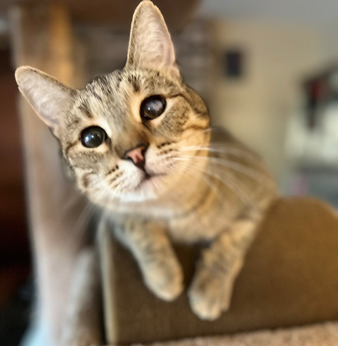 sachikoko's tweet photo. 🙏🏽PLZ SHARE
💖SWEET, PLAYFUL BROWN #TABBY KITTY "MOJAVE" AKA "MOMO"💖
🔊WAITING SINCE 6/2020 4 A PATIENT🏡#FUREVERHOME
▶4 INFO https://t.co/yRjeDsaXF5
#SuisunCity, #CA #BAYAREA #SpecialNeeds #PartiallyBlind
🙏🏽#ADOPT
✅CATS✅DOGS @RocketCatRescue #Forgottensoulshour #US #CATS https://t.co/xco56alNjf