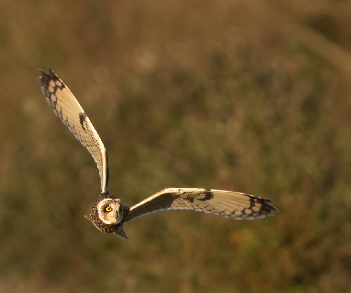 HugojWilson's tweet photo. Yet more owls, Facebook twitter and instagram are going to be inundated with these beauties this winter me thinks! And hopefully waxwings too https://t.co/tSRali80yr