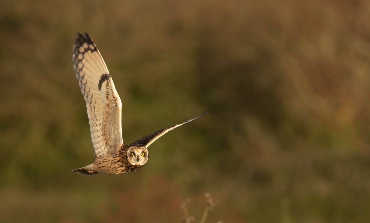HugojWilson's tweet photo. Yet more owls, Facebook twitter and instagram are going to be inundated with these beauties this winter me thinks! And hopefully waxwings too https://t.co/tSRali80yr