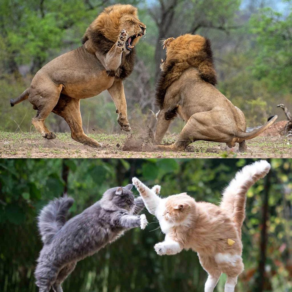 Sean Strickland tweet media