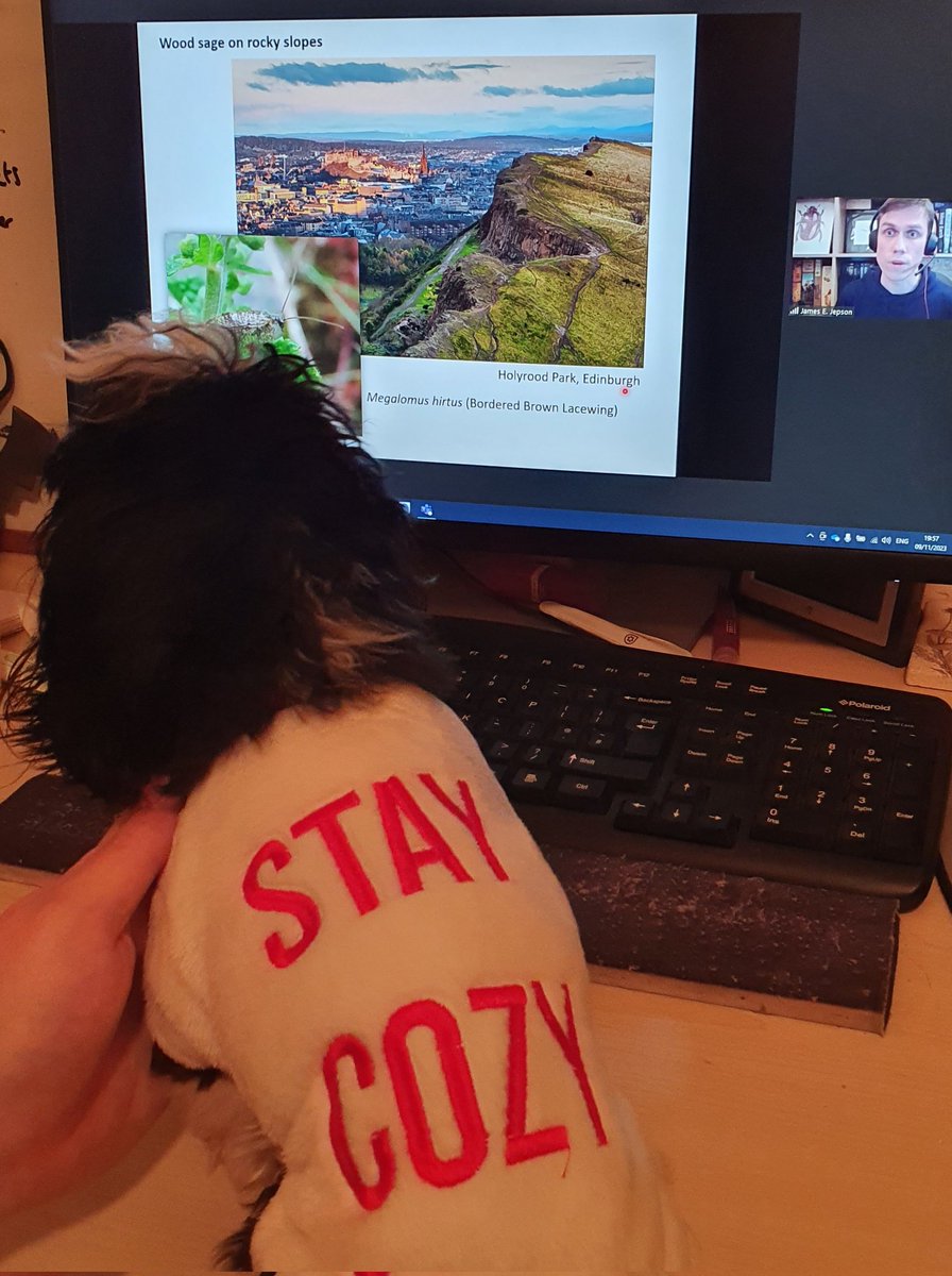 Excellent Lacewing talk tonight from <a href="/JamesEJepson/">Dr James E. Jepson</a> &amp; <a href="/tanyptera/">Tanyptera Project</a>  👏👏 has the Gizmo seal of approval too #TeamLacewing
