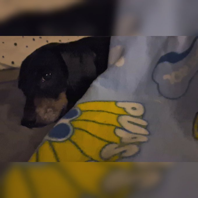 Freypants is home. Surgery went well 🥹 she's minus a nip bless her, but it's all looking good so far