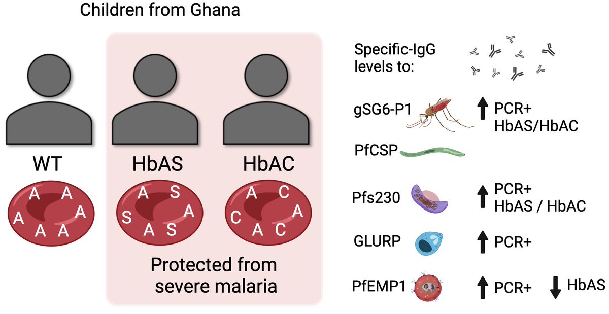 We found (i) that children highly exposed to mosquito bites have higher levels of IgG to malaria antigens, (ii) high exposure to gSG6-P1 and higher IgG levels against a gametocyte antigen among children with #sickle cell trait.