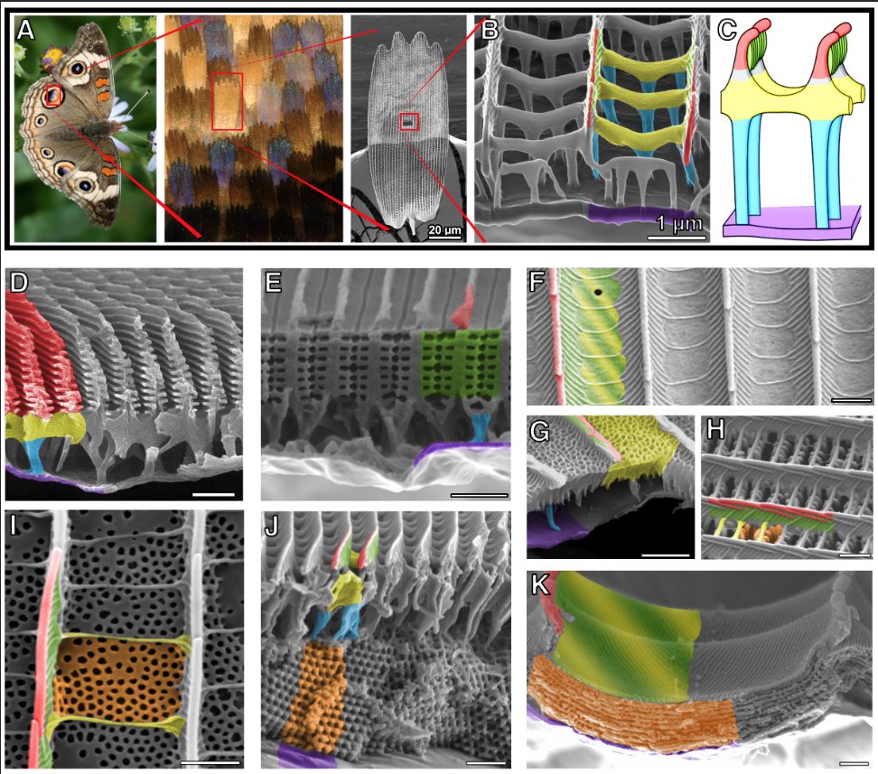 My meta-analysis of >300 previously reported optical nanostructures in #butterflies, with Nipam Patel @Parflyale, is out now in Journal of Experimental Biology. #evolution #ecoevo #evodevo #photonics #color doi.org/10.1242/jeb.24…