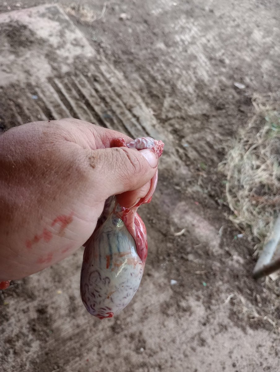 Parker Lazenby tweet media