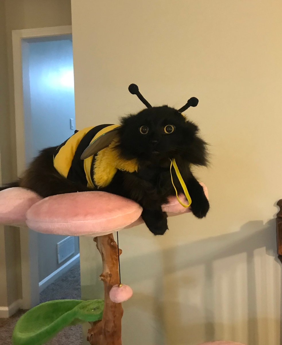 BichinhosFB's tweet photo. Pode abelhinha? 🐝 https://t.co/6EJSldML76