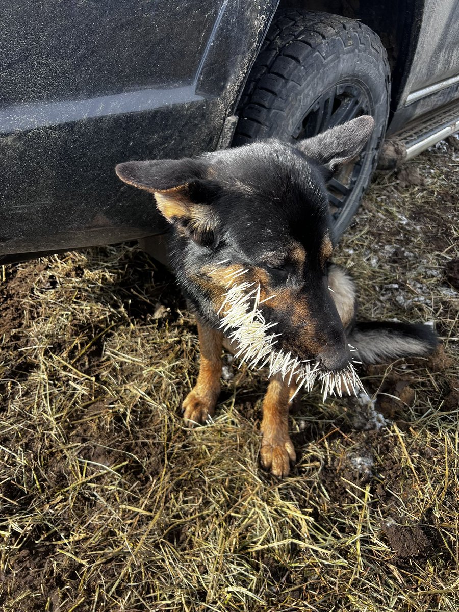 btrout22's tweet image. #shame
#ranchlife
#vetbill
#stillashittycowdog