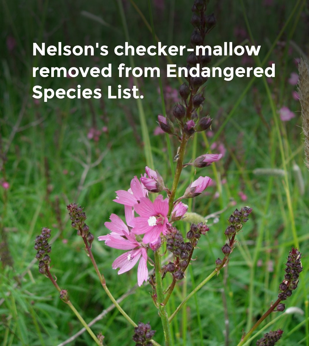 Our friends at <a href="/GreenbeltNature/">Greenbelt Land Trust</a> were recognized as one of the many organizations whose work helped delist the Nelson's checker-mallow, a NW wildflower that grows in the Willamette Valley and Coast Range! The delisting will be effective Nov. 16 🎉 More: kuow.org/stories/anothe…