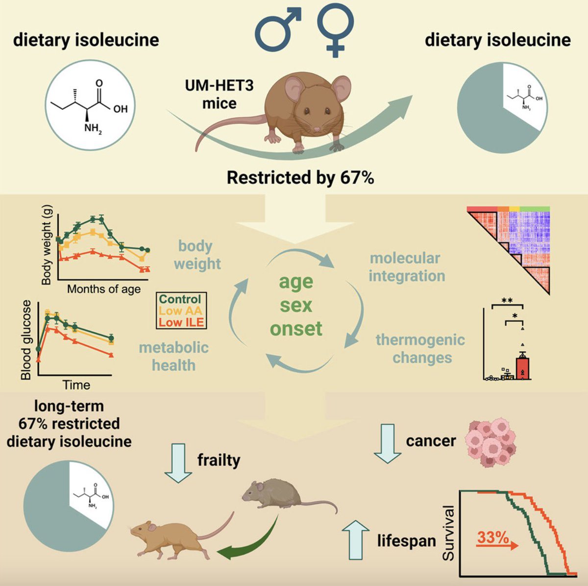 Isoleucine is an essential amino acid which, in excess, counters the health benefits of the mTOR longevity pathway. The <a href="/LammingLab/">Lamming Lab</a> is reporting that an isoleucine-restricted diet extends the lifespan of mice by 33% 👏 <a href="/Cell_Metabolism/">Cell Metabolism</a>