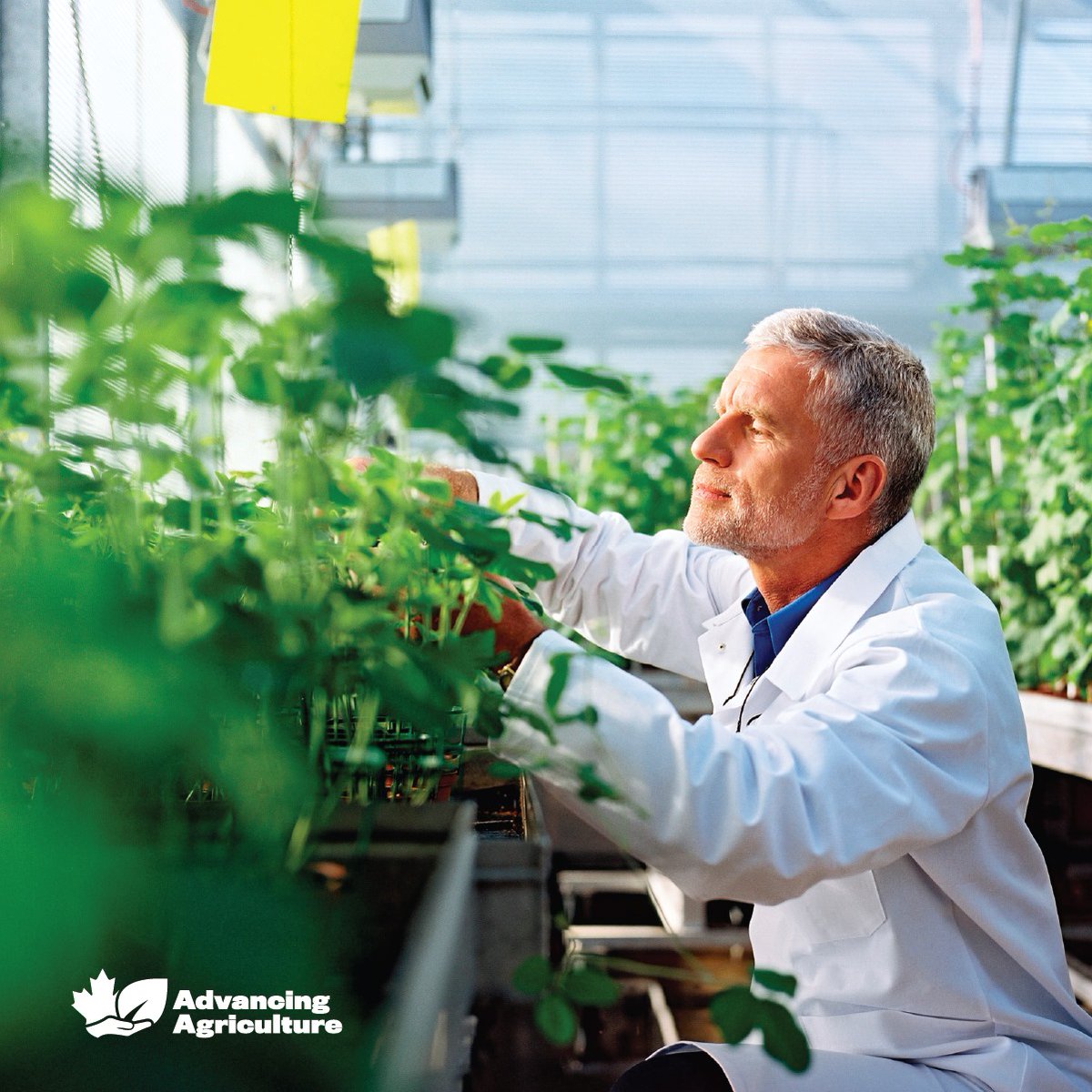 Let's keep Canadian agriculture on the cutting edge so we can remain competitive on the world stage.

#AdvancingAgriculture
advancingagriculture.ca