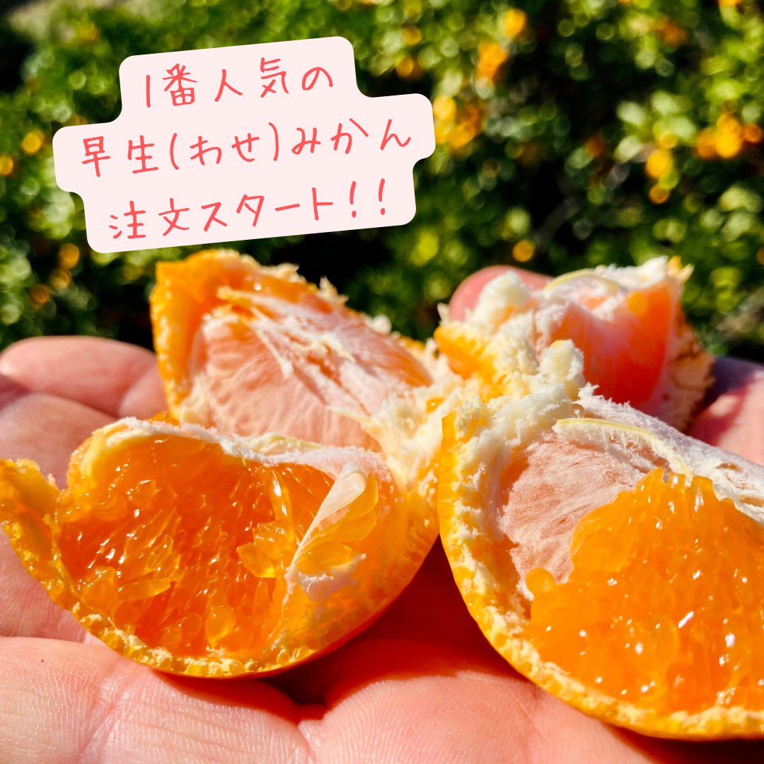コクのある濃厚な甘さ🍊😋 早生みかん注文スタートです❗️👏 ⁡ 農園で