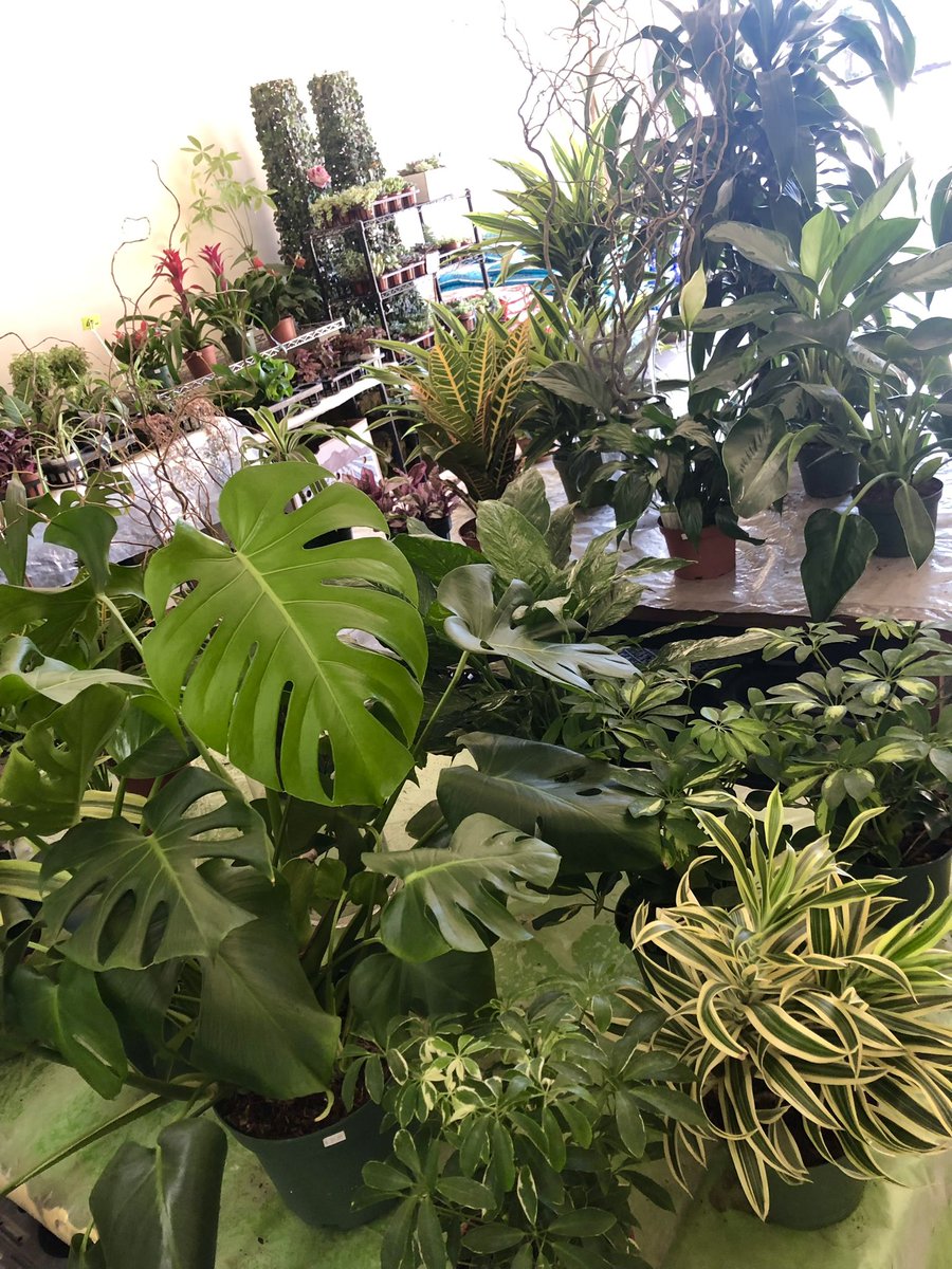 Our shop is full with many varieties plants and orchards! We are open 10-6 in west Los Angeles 🌿🌸  #plants #plantlife #plantlover #plantpowered #green #surcculent #orchids #phalaenopsisorchid #orchidstore #pac8orchids