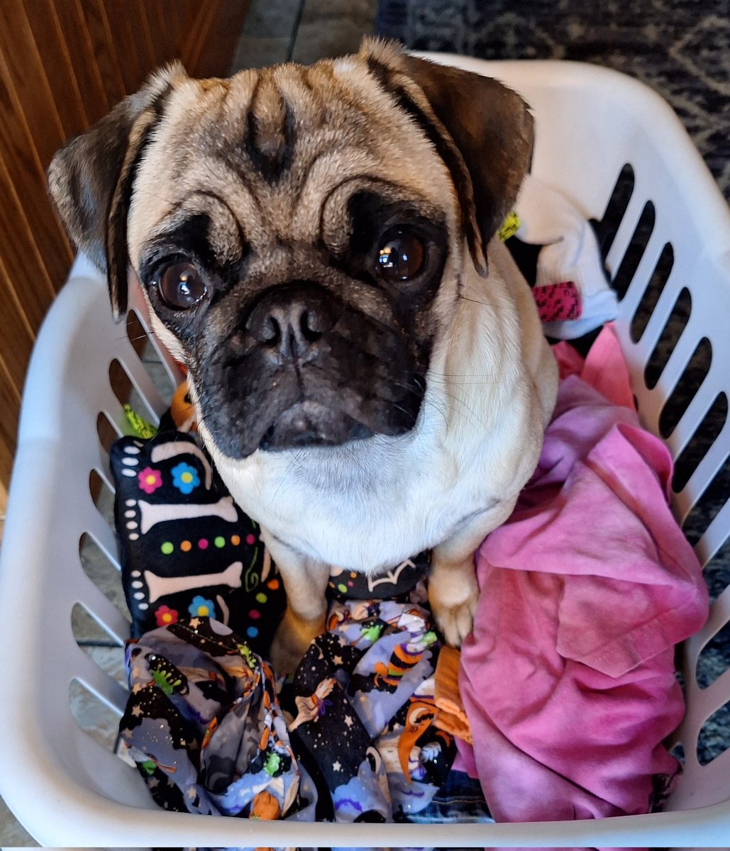 Hello twitter family, I got through my spay with NO PROBLEMS 🎉! THANK YOU SO MUCH FOR PRAYERS & GOOD VIBES❤️ #Winny. TO START THE WEEKEND OUT RIGHT WE WILL HAVE THE GUESSING GAME TOMORROW 🎉! #dogsoftwitter #CatsOfTwitter #dogsofx #puglife #GuessingGame #FridayFun #WeekendVibes